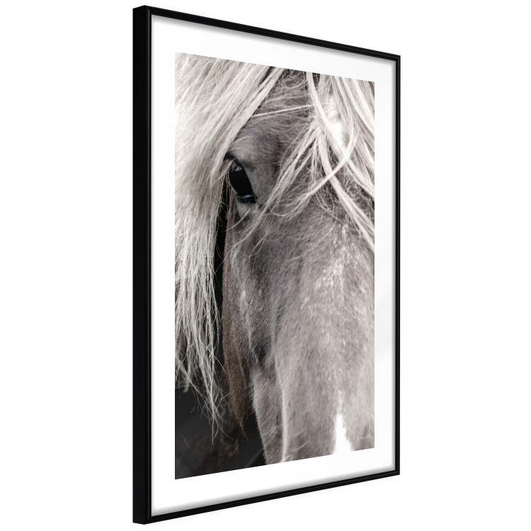 Wall Poster Free Spirit - black and white portrait of a horse with a clearly visible face 130275 additionalImage 6