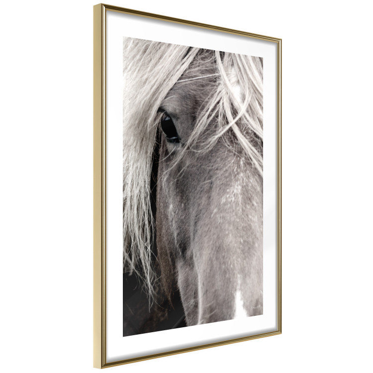 Wall Poster Free Spirit - black and white portrait of a horse with a clearly visible face 130275 additionalImage 7
