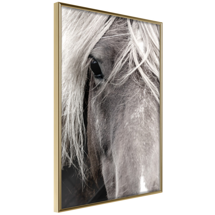 Wall Poster Free Spirit - black and white portrait of a horse with a clearly visible face 130275 additionalImage 12