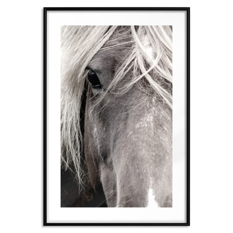 Wall Poster Free Spirit - black and white portrait of a horse with a clearly visible face 130275 additionalImage 15