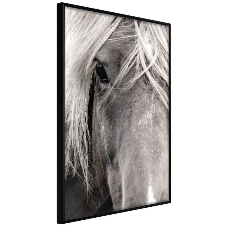 Wall Poster Free Spirit - black and white portrait of a horse with a clearly visible face 130275 additionalImage 11