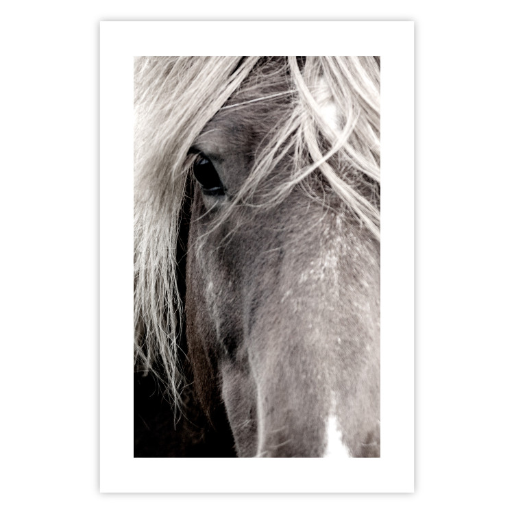 Wall Poster Free Spirit - black and white portrait of a horse with a clearly visible face 130275 additionalImage 19