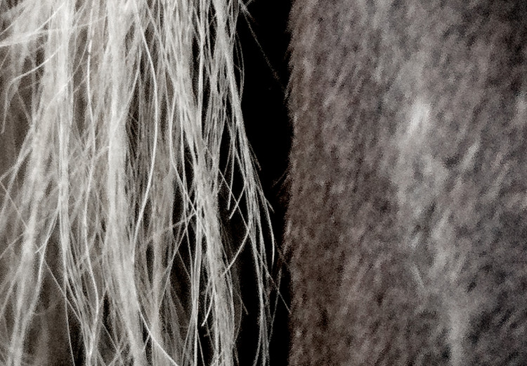 Wall Poster Free Spirit - black and white portrait of a horse with a clearly visible face 130275 additionalImage 9