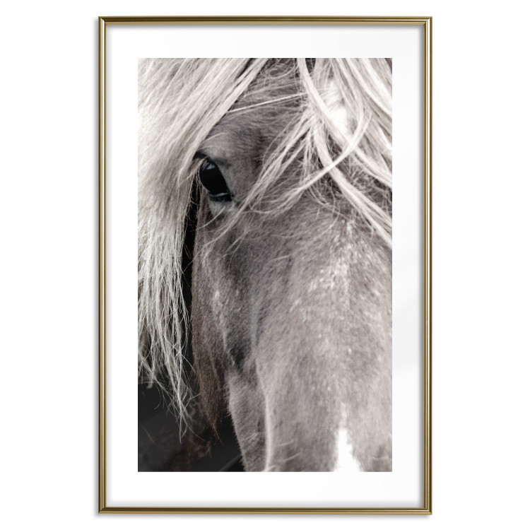 Wall Poster Free Spirit - black and white portrait of a horse with a clearly visible face 130275 additionalImage 14