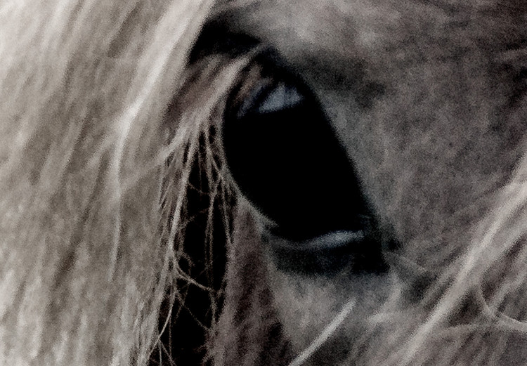 Wall Poster Free Spirit - black and white portrait of a horse with a clearly visible face 130275 additionalImage 10