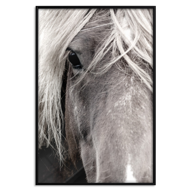 Wall Poster Free Spirit - black and white portrait of a horse with a clearly visible face 130275 additionalImage 16