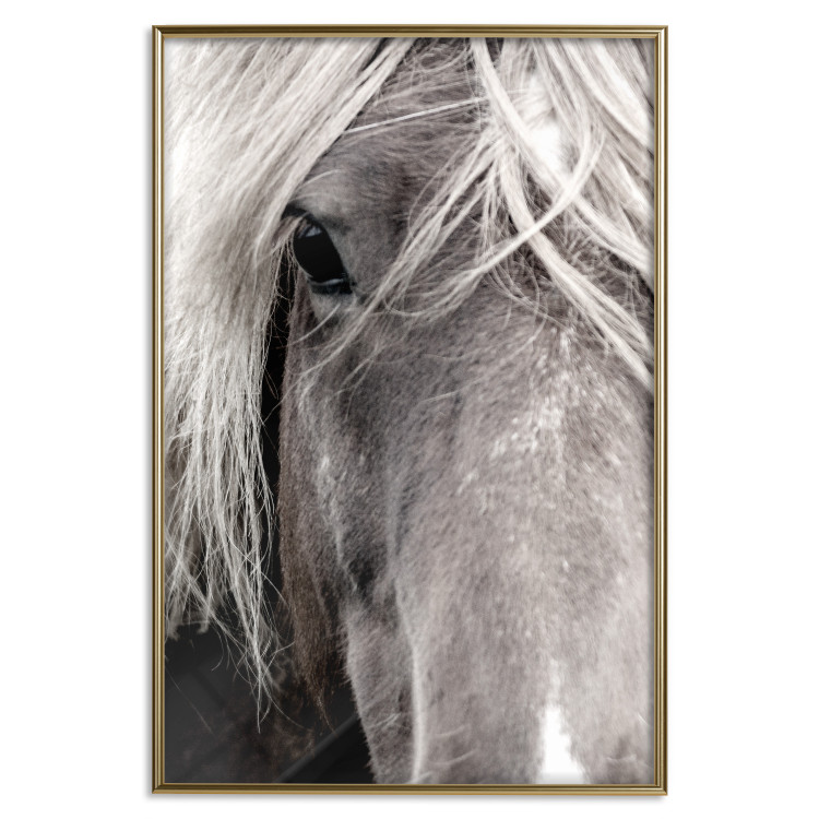 Wall Poster Free Spirit - black and white portrait of a horse with a clearly visible face 130275 additionalImage 17