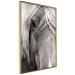 Wall Poster Free Spirit - black and white portrait of a horse with a clearly visible face 130275 additionalThumb 12