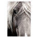 Wall Poster Free Spirit - black and white portrait of a horse with a clearly visible face 130275