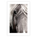 Wall Poster Free Spirit - black and white portrait of a horse with a clearly visible face 130275 additionalThumb 19