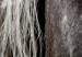 Wall Poster Free Spirit - black and white portrait of a horse with a clearly visible face 130275 additionalThumb 9