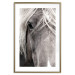 Wall Poster Free Spirit - black and white portrait of a horse with a clearly visible face 130275 additionalThumb 14