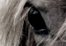Wall Poster Free Spirit - black and white portrait of a horse with a clearly visible face 130275 additionalThumb 10