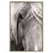 Wall Poster Free Spirit - black and white portrait of a horse with a clearly visible face 130275 additionalThumb 17