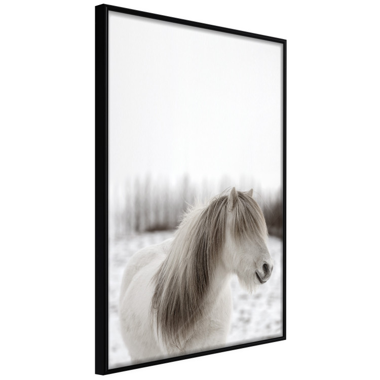 Wall Poster Horse Mane - white horse with a lot of hair against a winter forest 130375 additionalImage 11