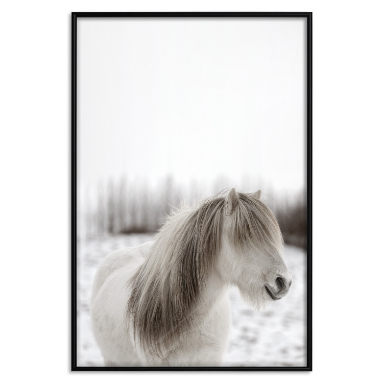 Wall Poster Horse Mane - white horse with a lot of hair against a winter forest 130375 additionalImage 17