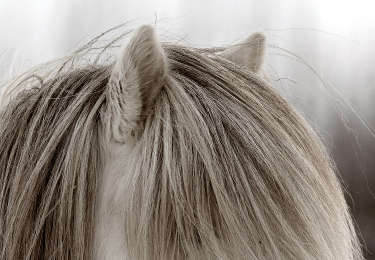 Wall Poster Horse Mane - white horse with a lot of hair against a winter forest 130375 additionalImage 10
