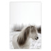 Wall Poster Horse Mane - white horse with a lot of hair against a winter forest 130375