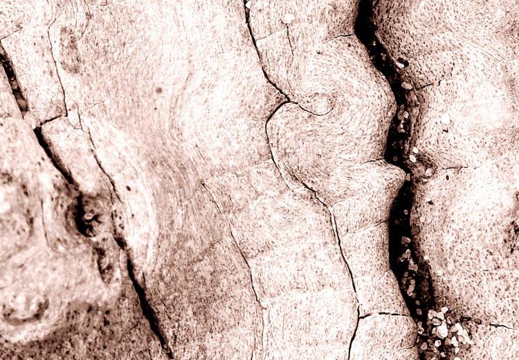 Canvas Art Print Tree bark - black and white closeup on a bright bark 135275 additionalImage 5