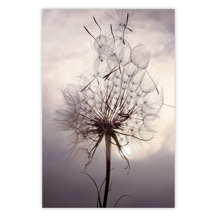 Wall Poster Divided Moment - delicate dandelion flowers on an evening sky 137275
