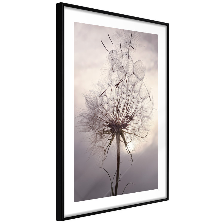 Wall Poster Divided Moment - delicate dandelion flowers on an evening sky 137275 additionalImage 15