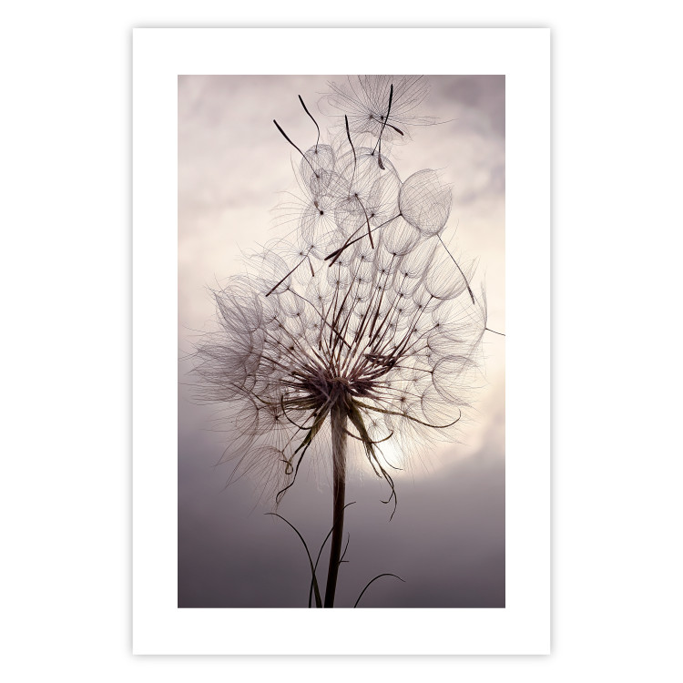 Wall Poster Divided Moment - delicate dandelion flowers on an evening sky 137275 additionalImage 6