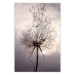Wall Poster Divided Moment - delicate dandelion flowers on an evening sky 137275