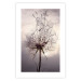 Wall Poster Divided Moment - delicate dandelion flowers on an evening sky 137275 additionalThumb 6