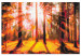 Paint by number Spring Forest - Landscape With the Sun Breaking Through the Trees 149775 additionalThumb 6