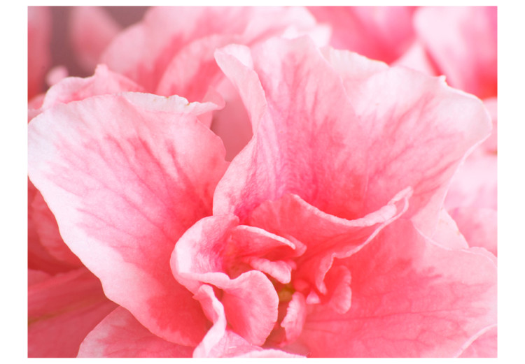 Photo Wallpaper Pink azalea flowers 60675 additionalImage 1