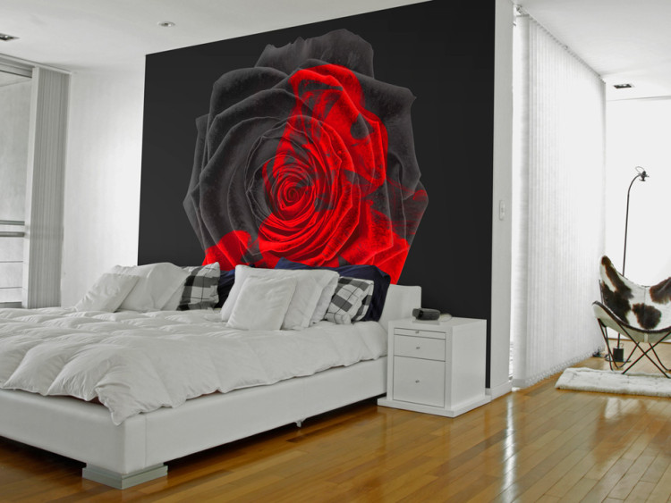 Photo Wallpaper Abstraction with transformation - black rose turning red 97275