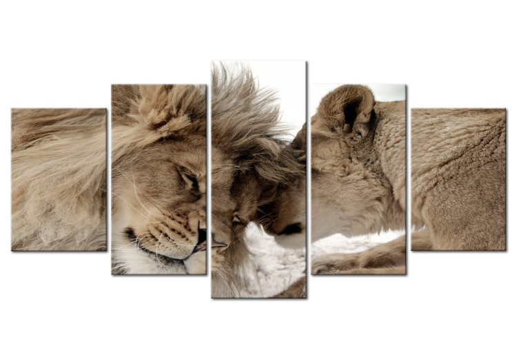 Canvas Lion Affections (5-piece) - Pair of Wild Cats in Romantic Setting 105585