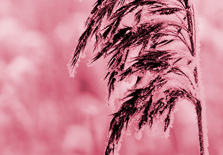 Poster Ruby Spikes - simple composition with field plants in pink tones 119185 additionalImage 9