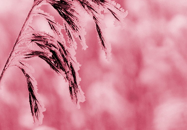 Poster Ruby Spikes - simple composition with field plants in pink tones 119185 additionalImage 8