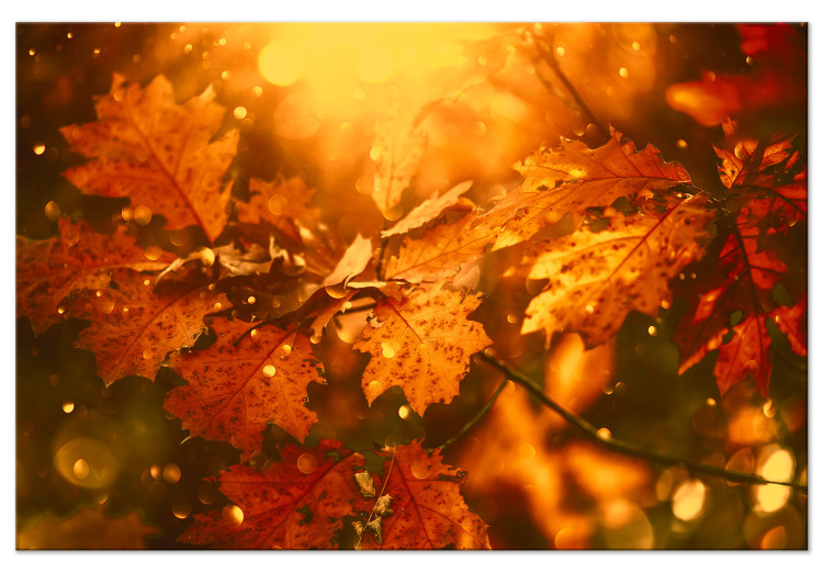Canvas Autumn oak leaves - photograph of golden leaves in the rays of the sun 123785