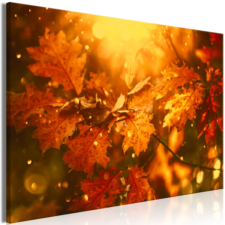 Canvas Autumn oak leaves - photograph of golden leaves in the rays of the sun 123785 additionalImage 2