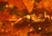 Canvas Autumn oak leaves - photograph of golden leaves in the rays of the sun 123785 additionalThumb 4