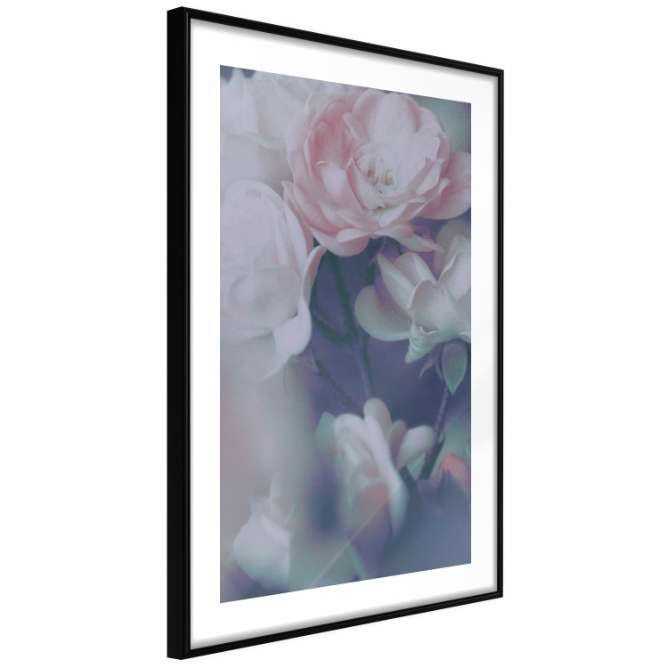 Poster Morning Roses - spring composition of white and subtly pink roses 126685 additionalImage 6