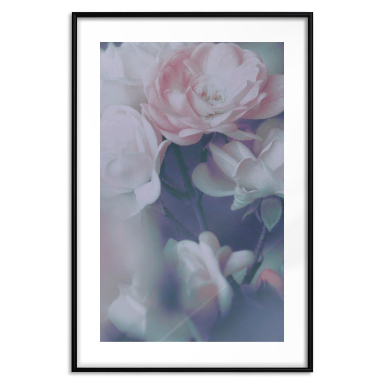 Poster Morning Roses - spring composition of white and subtly pink roses 126685 additionalImage 15