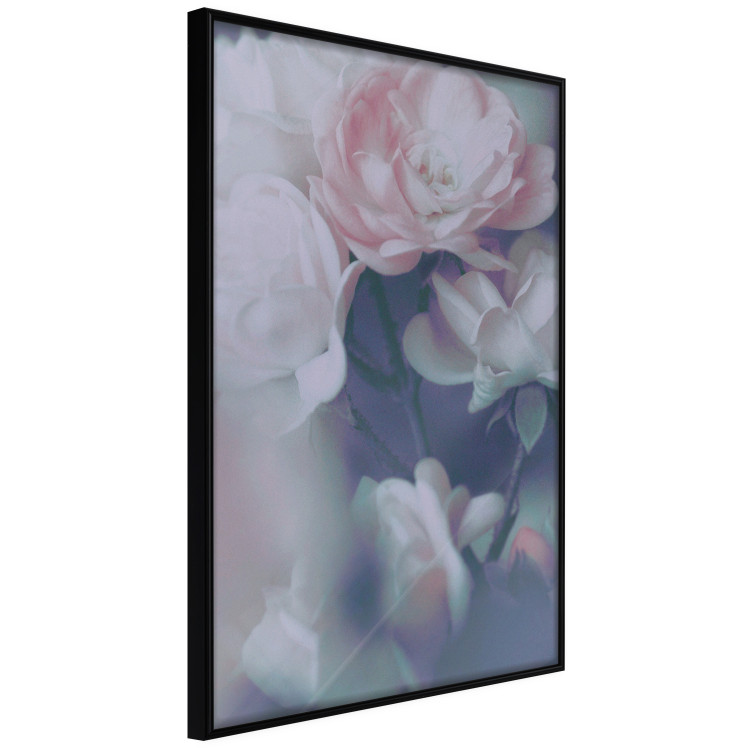 Poster Morning Roses - spring composition of white and subtly pink roses 126685 additionalImage 11