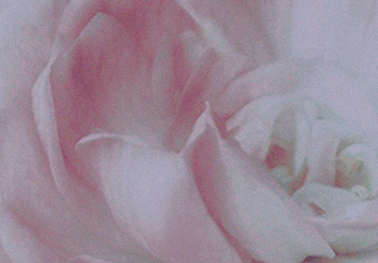 Poster Morning Roses - spring composition of white and subtly pink roses 126685 additionalImage 10