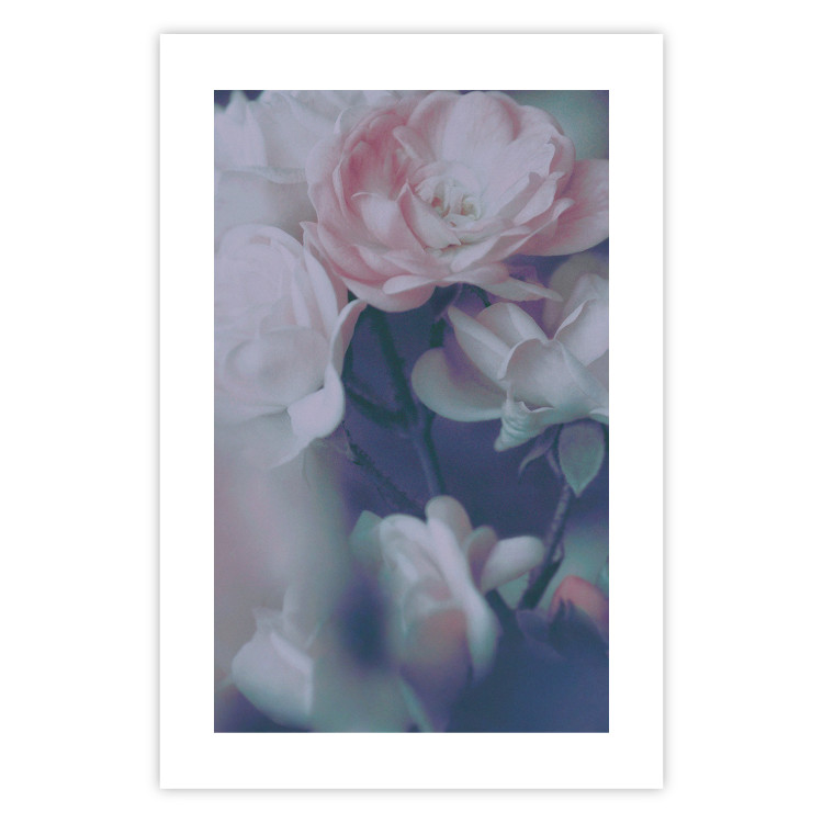 Poster Morning Roses - spring composition of white and subtly pink roses 126685 additionalImage 19