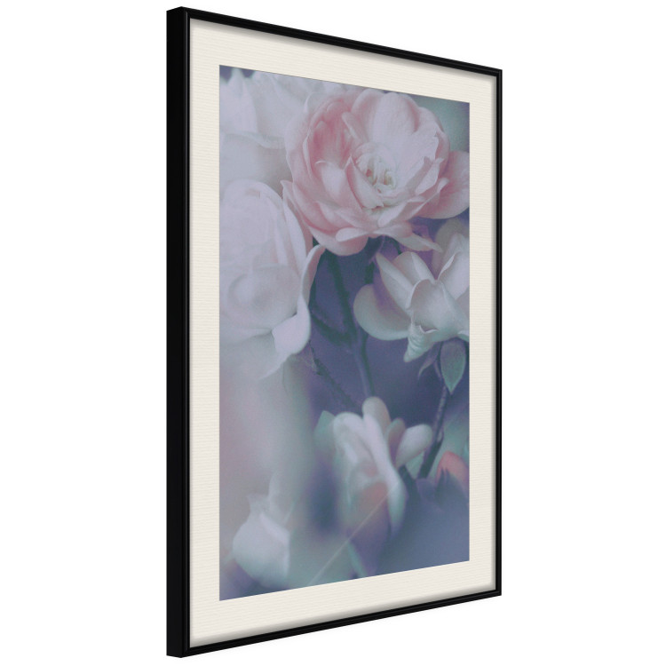 Poster Morning Roses - spring composition of white and subtly pink roses 126685 additionalImage 2