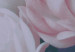 Poster Morning Roses - spring composition of white and subtly pink roses 126685 additionalThumb 9