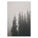 Poster Scent of Forest Mist - gray landscape of misty spruce trees 130385