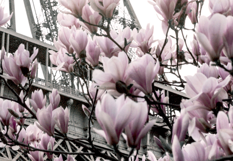 Wall Poster Magnolias in the Sun of Paris - pink flowers against the gray backdrop of the Eiffel Tower 132285 additionalImage 10