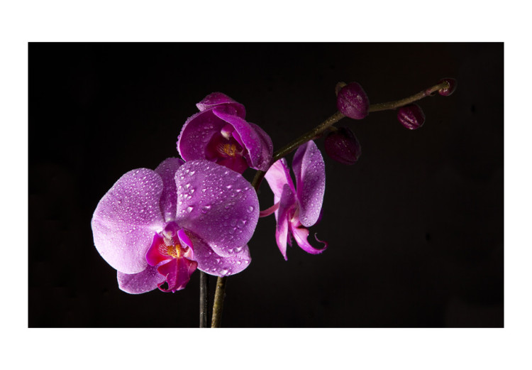 Wall Mural Stylish Orchis 60185 additionalImage 1