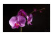 Wall Mural Stylish Orchis 60185 additionalThumb 1
