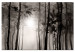 Canvas Art Print Road through the forest - a road among dark trees leading to the sun 97985