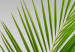 Poster Green Palm Branch - Tropical plant and sea with beach in the background 114395 additionalThumb 11